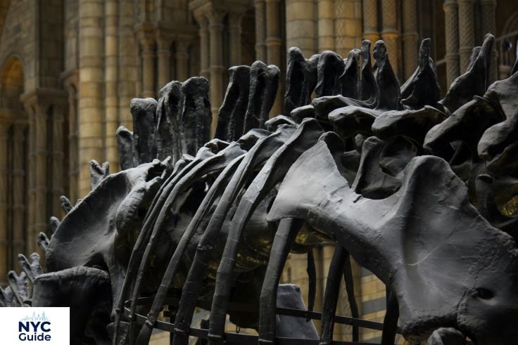 Blue whale model inside the American Museum of Natural History