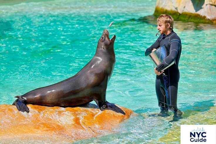 Sea Lion Feeding Schedule