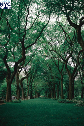 Green summer canopy over The Mall in Central Park