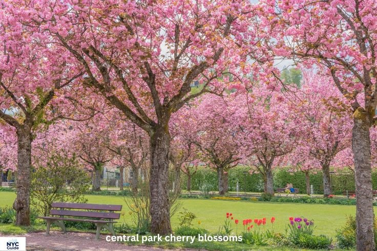 Central Park cherry blossoms in full bloom with New York skyline in spring