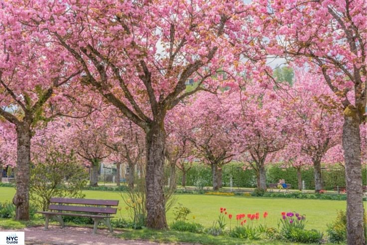 Cherry blossoms and birds near the Central Park Reservoir in spring