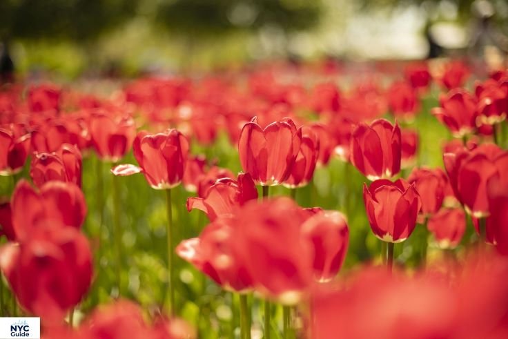Tulips and magnolia flowers blooming in Central Park during spring