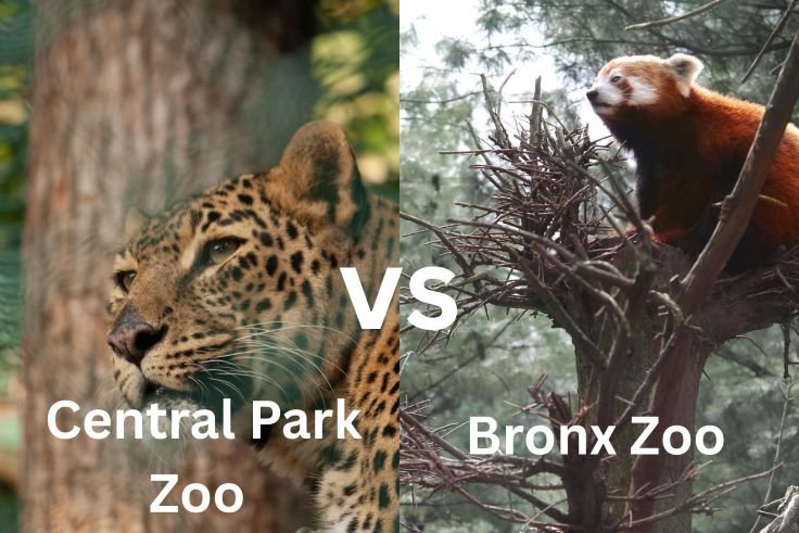 Central Park Zoo vs Bronx Zoo