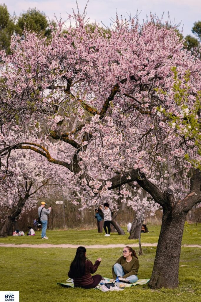 Cherry blossoms in Central Park during golden hour with warm light