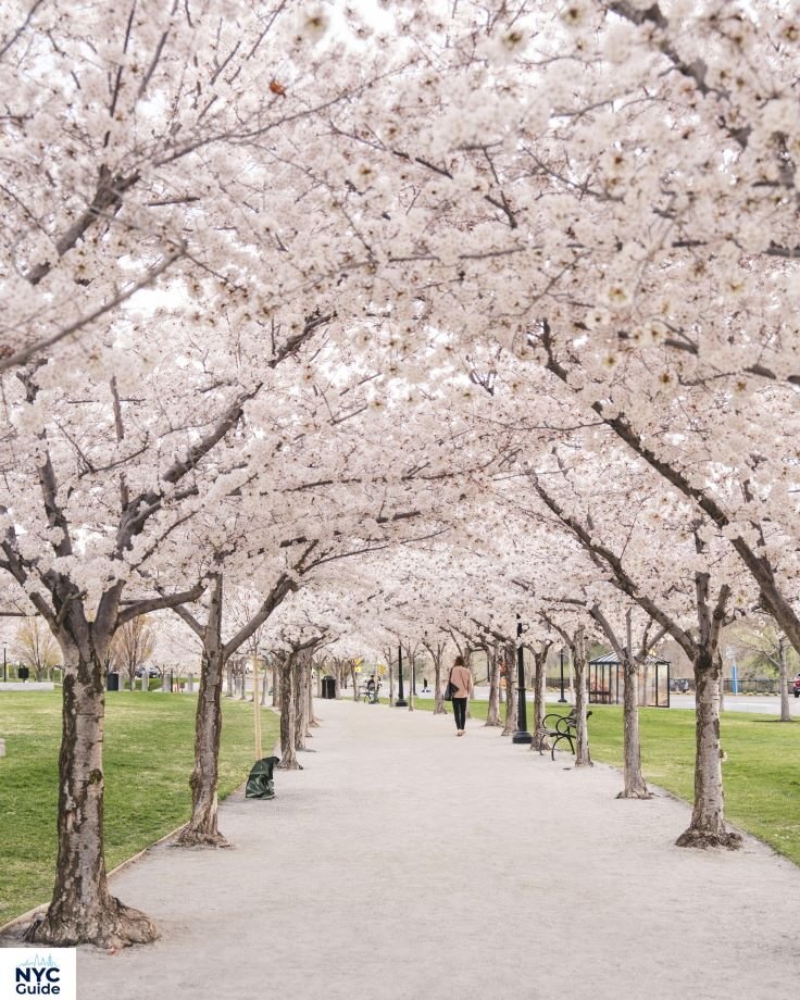 Cherry blossoms blooming at Pilgrim Hill in Central Park early spring