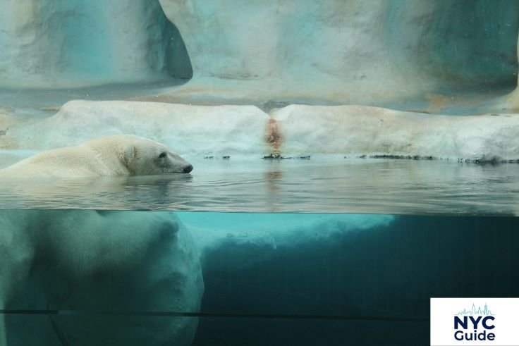 polar circle central park zoo