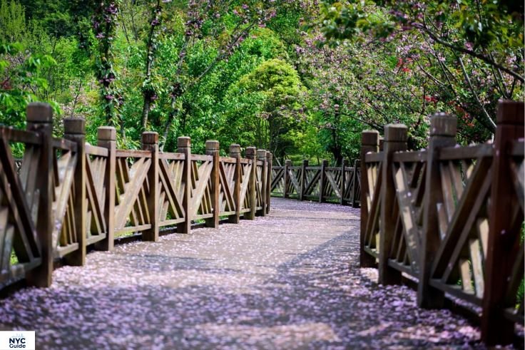 Cherry blossoms along woodland paths in the Ramble Central Park