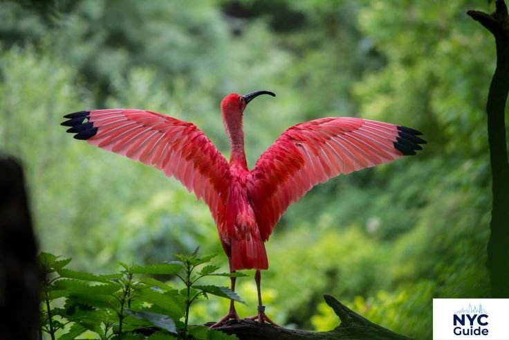 tropic zone central park zoo