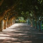 The Mall Central Park lined with American elm trees during fall