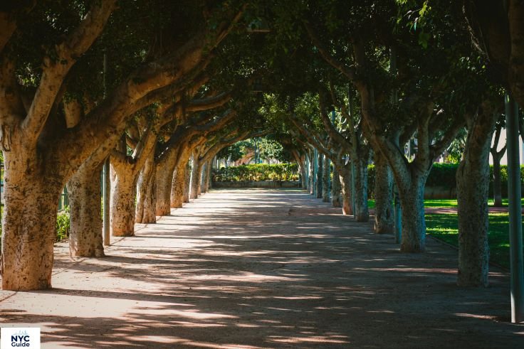 The Mall Central Park lined with American elm trees during fall